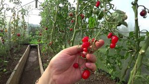 Томаты, которые меня разочаровали