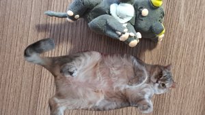 леплю из воздушного пластилина моего котика мерсик! брелочек из него не совсем получилось сделать🤭
