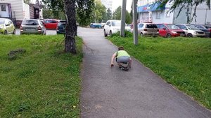 жирножопый дракон