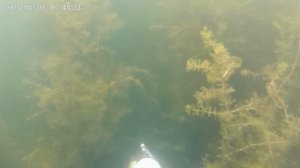 третий промах по карпу