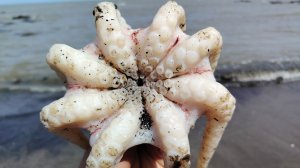 Обзор Сбор морского шиповника | Охота на морепродукты Морская мышь | Сахалин