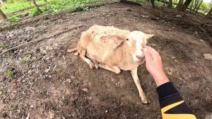 Незваный гость ! Давно хотел это сделать ! ХУТОР В ЛЕСУ №798