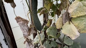 27 августа. ОБЗОР ОГОРОДА на конец августа. Урожай