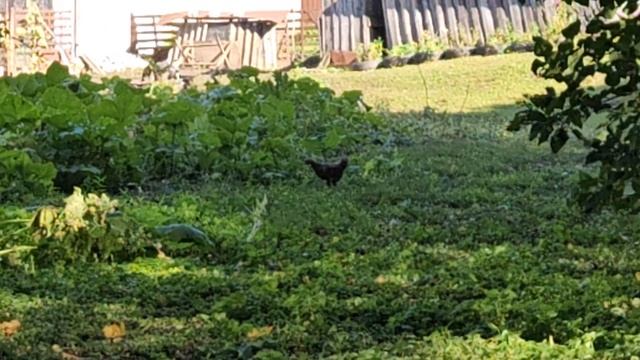 Деревня 2025 fhd