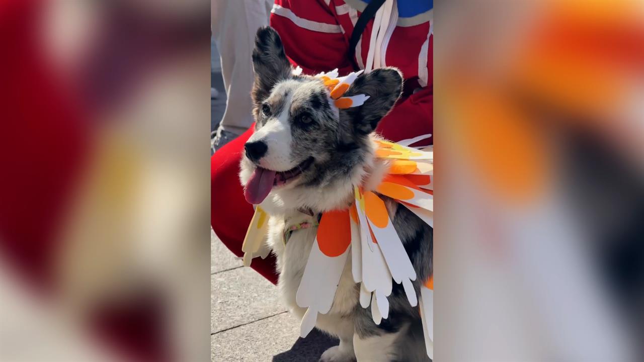 На ВДНХ прошел парад корги: видео