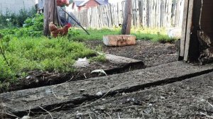 Анимал реалити Куры #Shorts