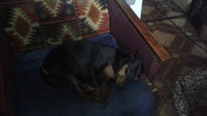 ПРИШЛИ С ПРОГУЛКИ УНАС ВСЁ ХОРОШО