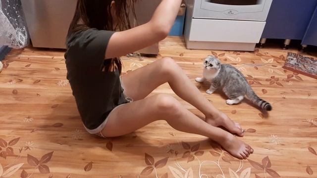 Вислоухая шотландка играет, смотрит телевизор