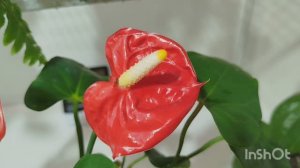 📸Когда камера ловит моменты цветения!💐🌹🌼🌷