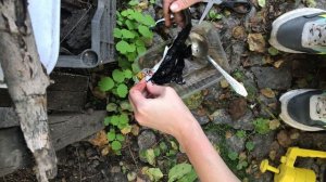 Опрыскиваю смородину и другие растения фитоспорином. Герань зацвела