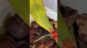 Прекрасный Венецианский карнавал решил помереть, но я не позволю!