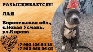 Пропала собака! ЛАЯ. Воронежская обл., с.Новая Усмань.