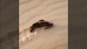 Шагающая рыба