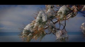 Зимний денёк в Сочи