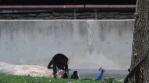 Веселая живность