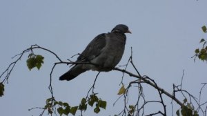 Дикий голубь Вяхирь, наблюдение птиц в Великом Новгороде, 30 августа 2025