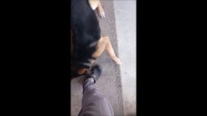 Собака. Том