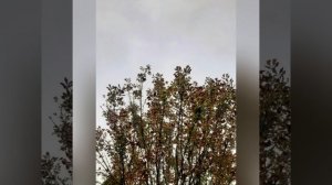 Конец августа, а ощущается как будто середина сентября. Люблю осень. Скучаю по осени🧡.mp4