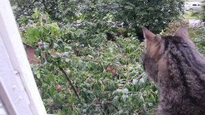 Смотри, Эксик, какие у нас под окном сливы выросли. Суббота, 30 августа 2025 г