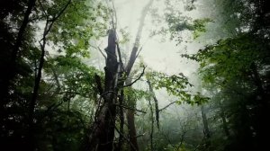 Туман в лесу...