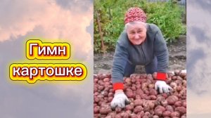 Гимн картошке. Отличный урожай картошки. 2025.