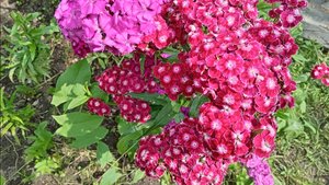 ЕСЛИ НЕ ВЕЗЁТ ...