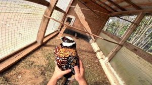 Поймал фазана ! Где буду строить овчарню ! ХУТОР В ЛЕСУ №800