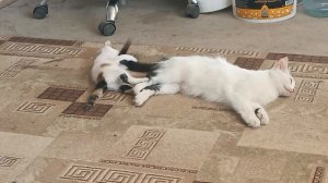 Ляля обожает играть с мамином хвостом. СНТ Южное Анапа