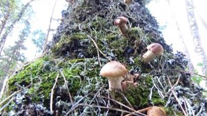 Ленточный бор г. Барнаула. Опята.