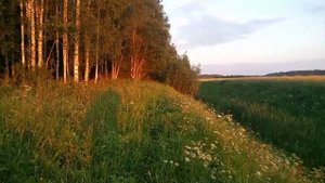 Медведь разодрал ловущ