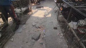 ЖУТКИЙ МЯСНОЙ РЫНОК В ИНДИИ, ПОВСЮДУ КРЫСЫ И ТАРАКАНЫ, АНТИСАНИТАРИЯ