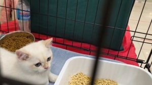 выставка катов ,1