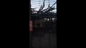 Шархан вечерняя перекличка О какой тембр 30.08.2025 Видео от Ивана