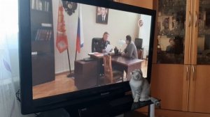 Вислоухая шотландская кошка играет, смотрит телевизор