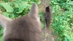 Гуляют котики на улице.