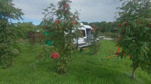 День Миррико