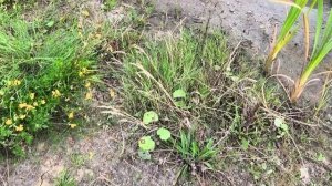 Дождевое озеро Силькеборг, Дания. 20 августа 2025