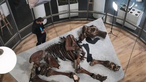 Скелет ямальского мамонта-подростка Тадибе собрали по косточкам в Ленобласти