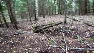 За белыми грибами