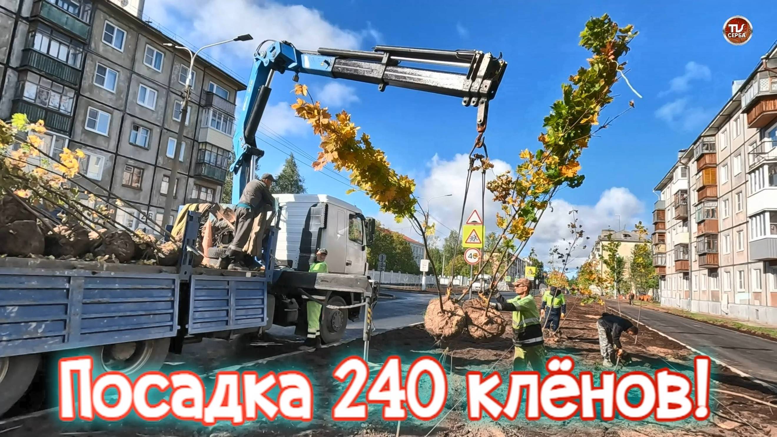 Посадка 240 клёнов, на улице Капитана Воронина, Северодвинска