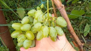 30-08-2025 Похолодало ,а они в стайки собираются ,готовятся к перелету