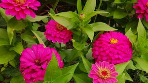 Невероятной красоты циннии!Космополитен,Сангрия,Нью-Йоркер,Античный розовый!