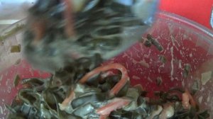 МУКБАНГ  Салат из морской капусты с майонезом   ПОДПИШИСЬ