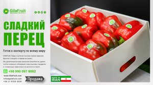 GilaFruit: Поставки безупречного иранского болгарского перца