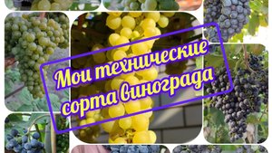 Мои технические сорта винограда перед срезкой. Сезон 2025 года