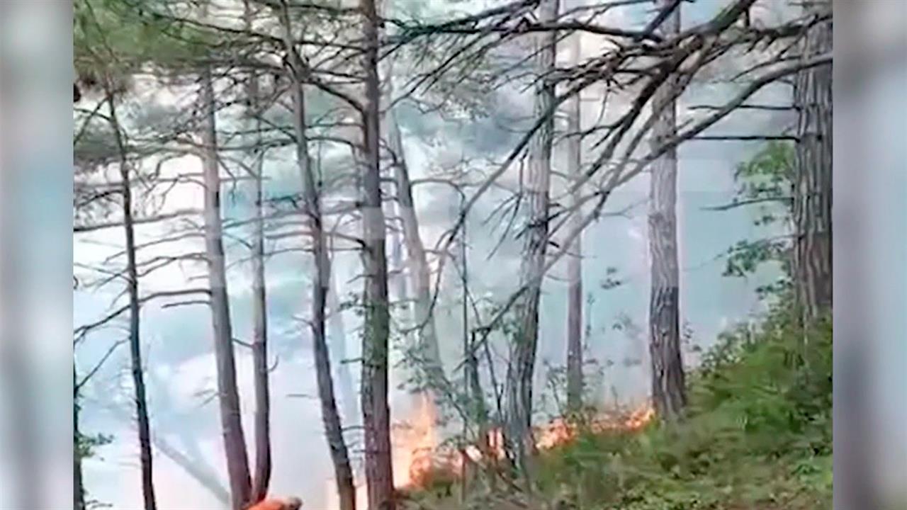 Спасатели локализовали лесной пожар под Геленджиком