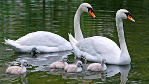 П.И.Чайковский. Сентиментальный вальс