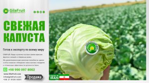 GilaFruit: Ваш надежный партнер по экспорту иранской капусты