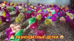 Цыплята и утята милые пушистики растут на радость хозяину (74)