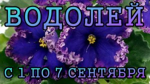 ВОДОЛЕЙ таро прогноз на неделю с 1 по 7 СЕНТЯБРЯ 2025 года.